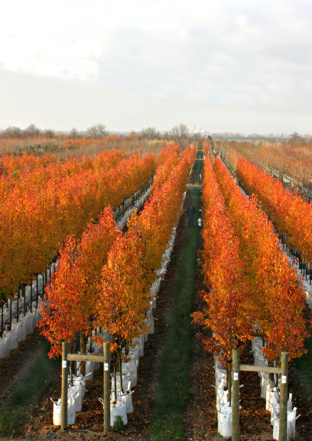 Pyrus Calleryana 'Chanticleer' (Chanticleer Ornamental Pear)