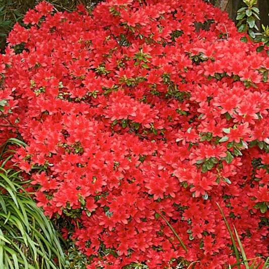 Azalea 'Red Robin'