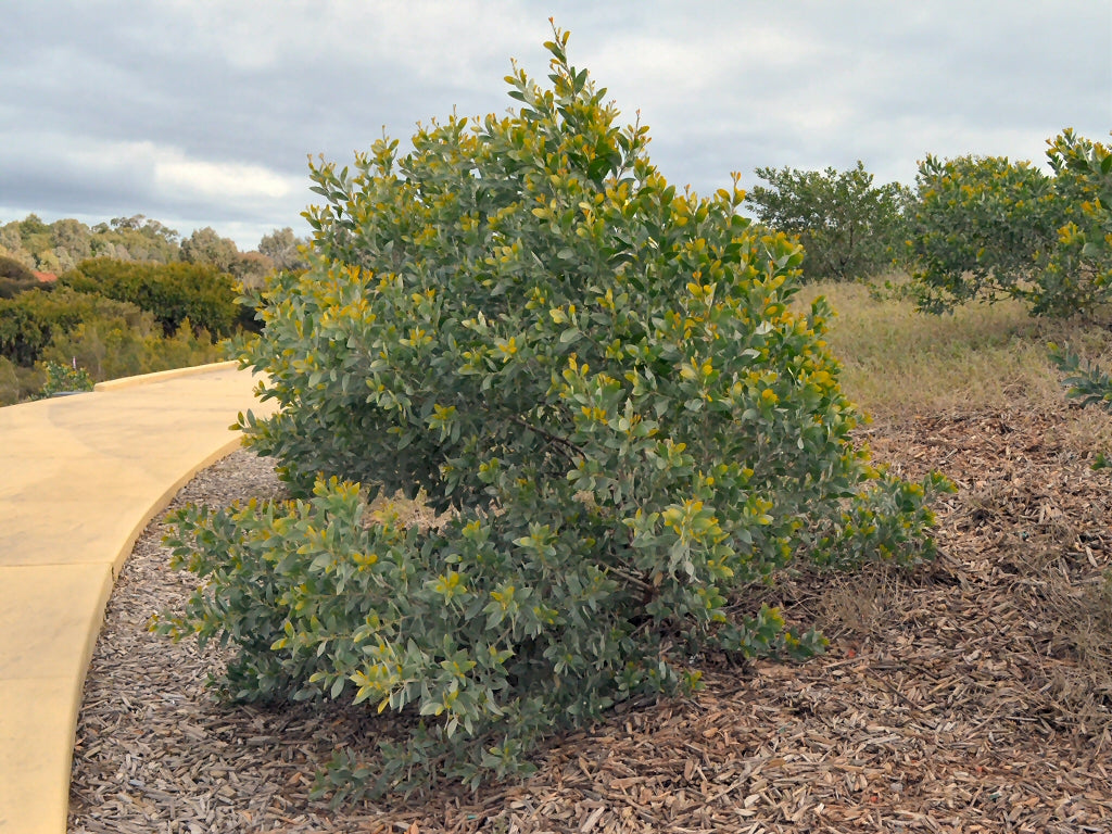 Acacia binervia (Coast Myall)