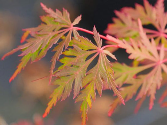 Acer palmatum dissectum 'Autumn Fire' (Autumn Fire Weeping Japanese Maple)