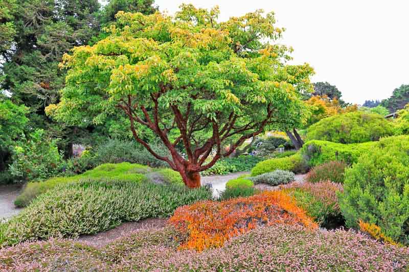 Acer Griseum (Paperbark Maple)