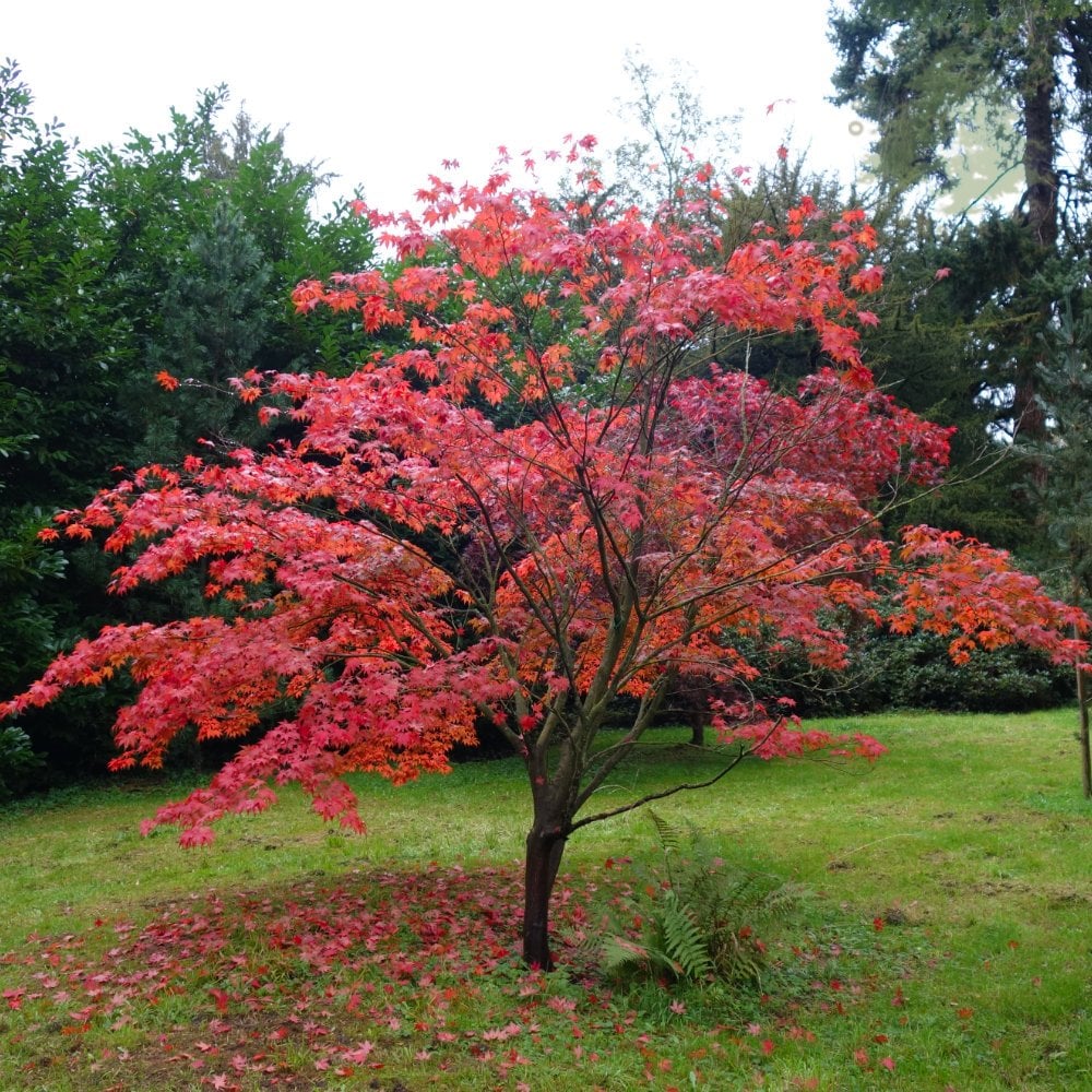 Atropurpureum (Japanese Weeping Maple)