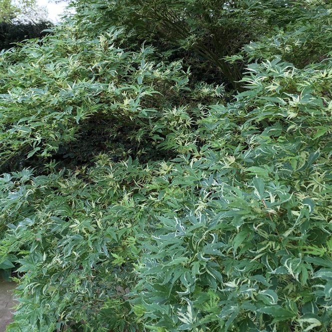 Acer Palmatum 'Butterfly' (Butterfly Japanese Maple)