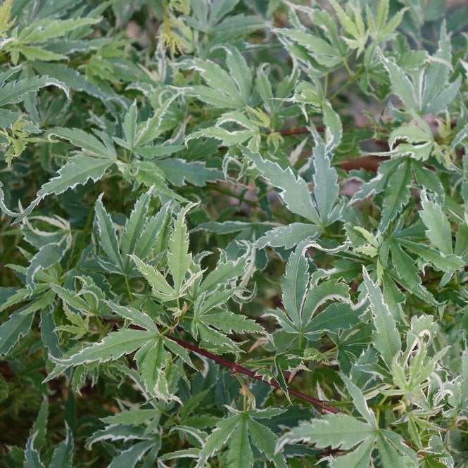 Acer Palmatum 'butterfly' – Elegant Japanese Maple With Variegated 