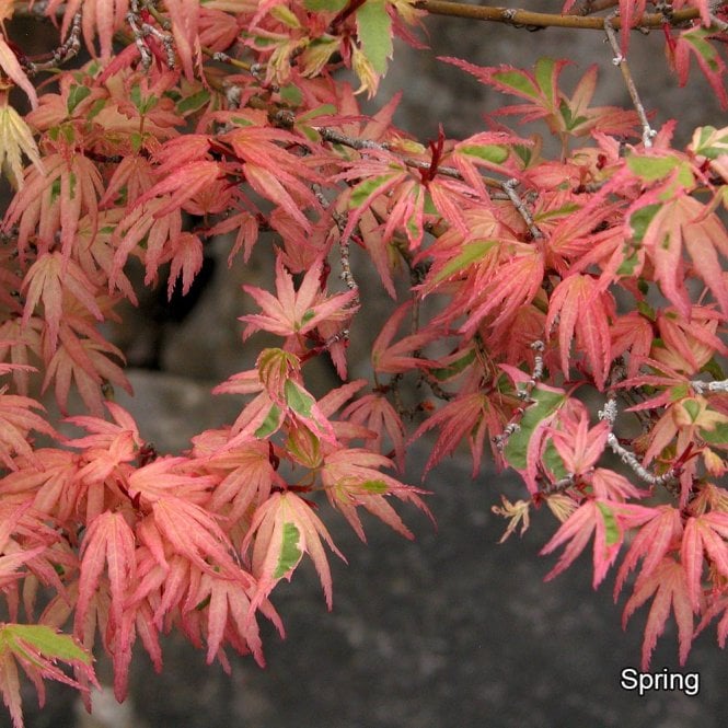 Acer Palmatum 'Butterfly' (Butterfly Japanese Maple)