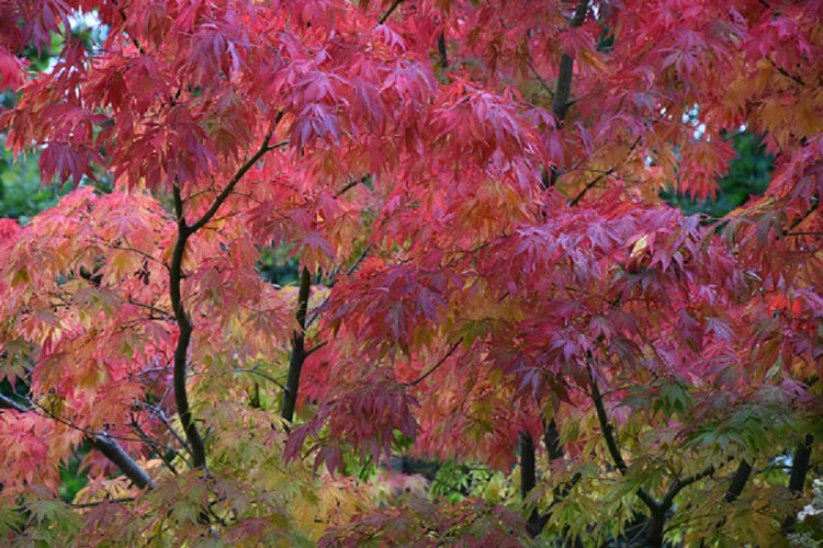 Acer Palmatum 'Elegans' (Japanese Maple Elegans)