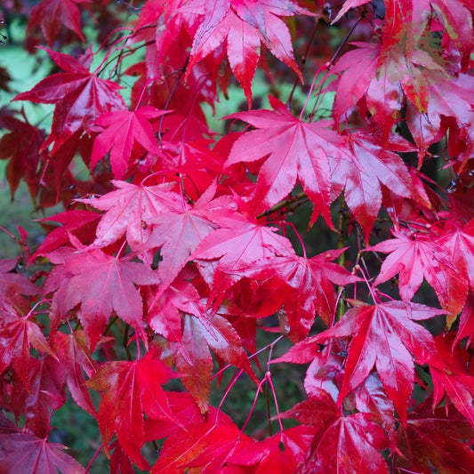 Acer Palmatum 'Osakazuki' (Japanese Maple Osakazuki)