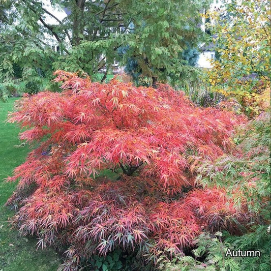 Acer Palmatum 'Red Pygmy' (Japanese Maple Red Pygmy)