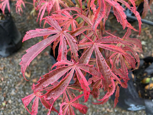 Acer palmatum 'Shirazz' (Shirazz Japanese Maple)