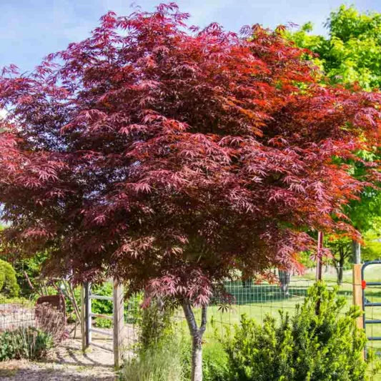 Mature Sekimori (Japanese Weeping Maple) tree with a graceful, cascading shape.