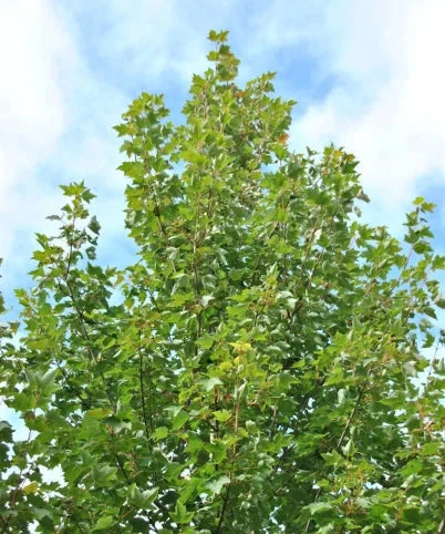 Acer Rubrum 'Fairview Flame' (Fairview Flame Maple)