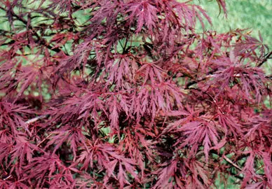 Acer palmatum dissectum 'Red Dragon' (Red Dragon Weeping Japanese Maple Standards)