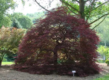 Acer palmatum dissectum 'Red Dragon' (Red Dragon Weeping Japanese Maple Standards)