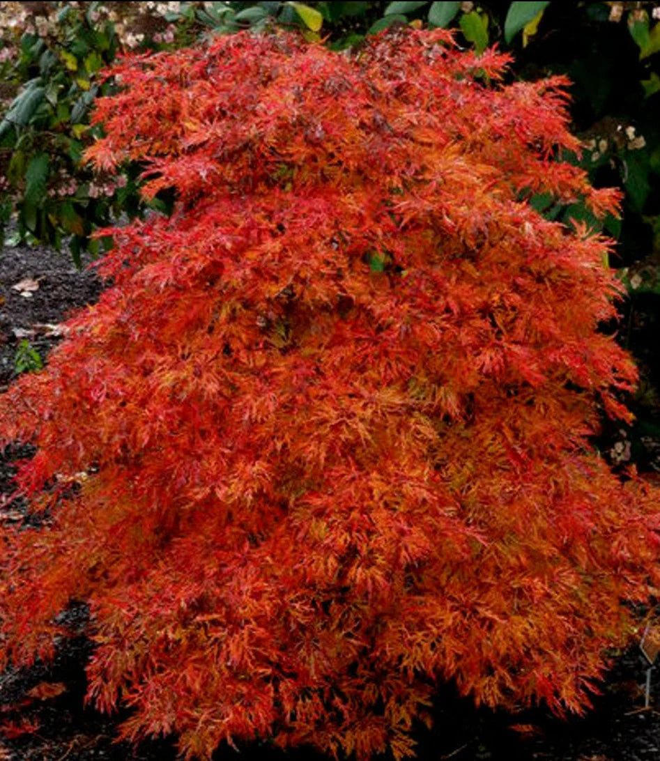 Acer japonicum 'Fairy Lights' (Fairy Lights Japanese Maple)