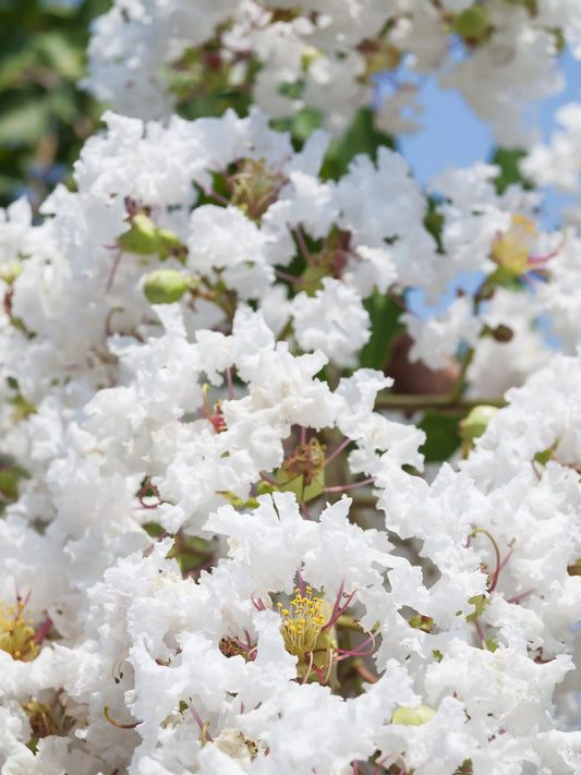 Lagerstroemia Acoma (Acoma Crape Myrtle)