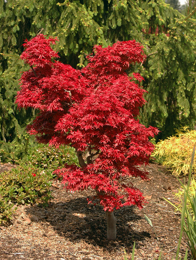 Acer Palmatum 'Shaina' (Japanese Maple Shaina)