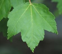 Acer rubrum 'October Glory' (October Glory Maple)