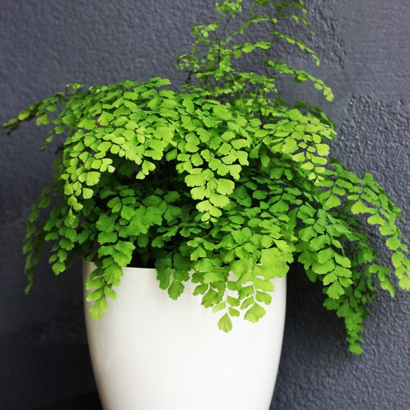 Adiantum Aethiopicum (Maidenhair Fern)