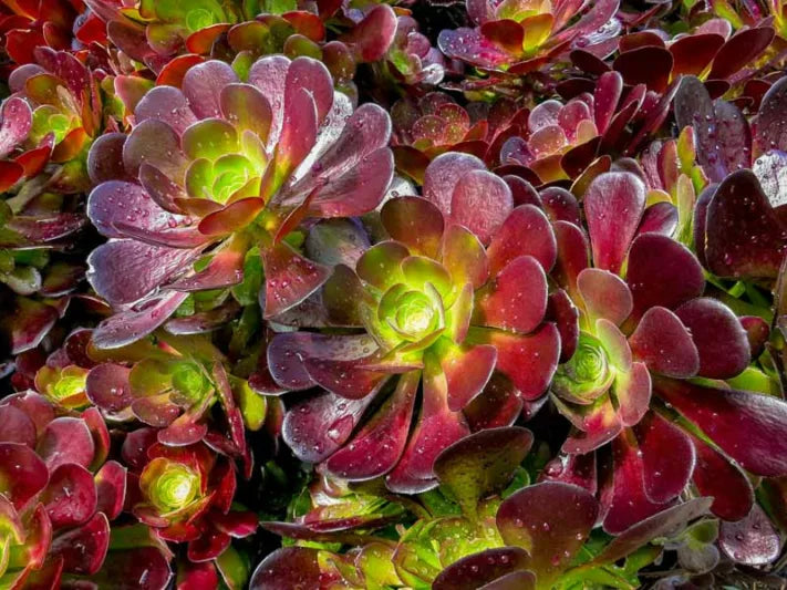 Aeonium Velour (Velour Aeonium)