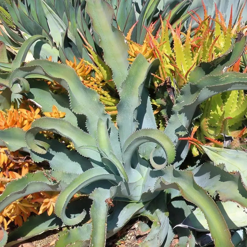 Agave Gypsophila (Gypsum Agave)