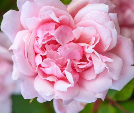 Rose Pink Cascade (Pink Cascade Climbing Rose)