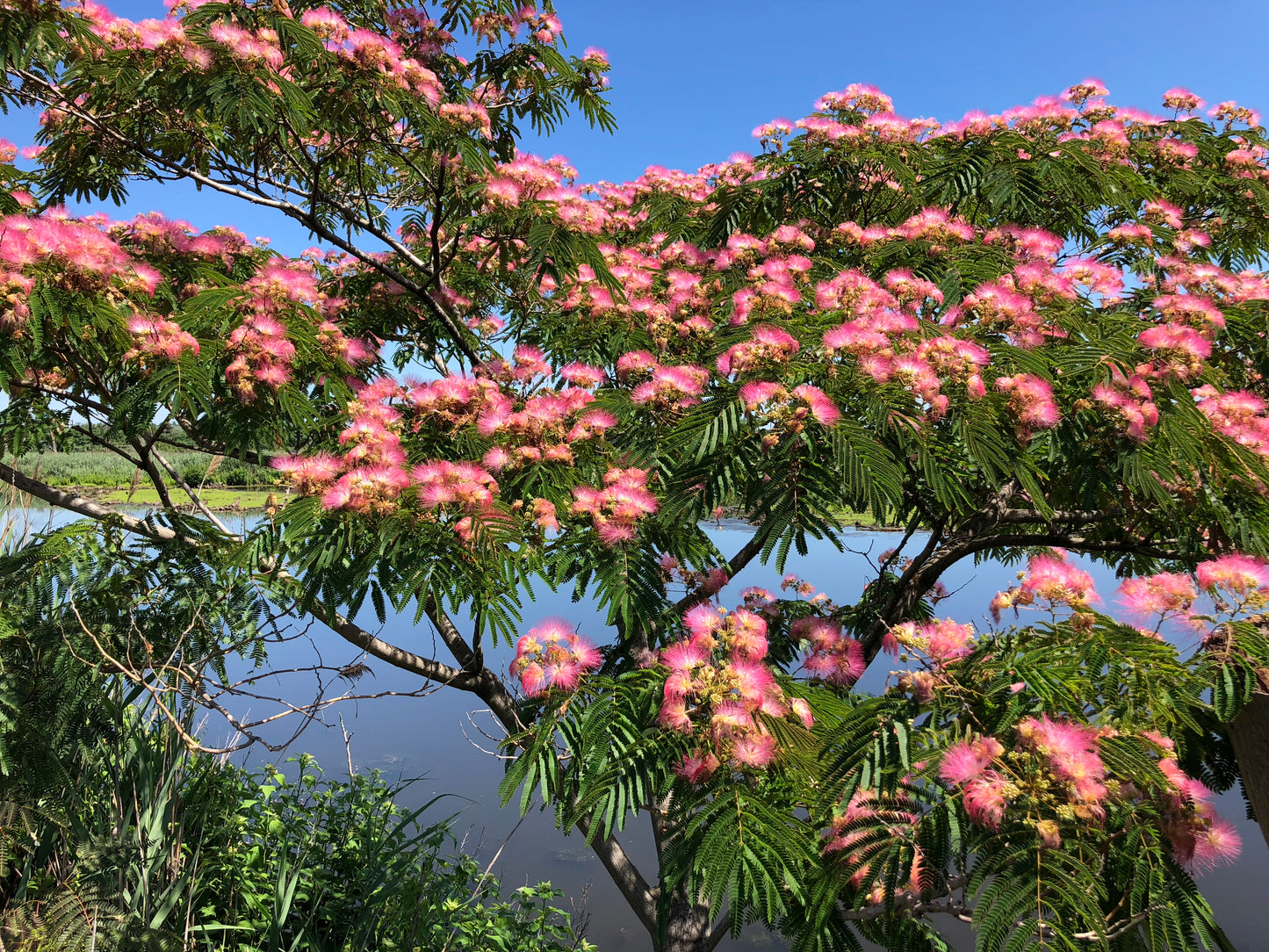 Albizia Julibrissin (Pink Silk Tree)