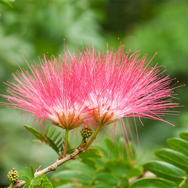 Albizia Julibrissin (Pink Silk Tree)