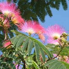 Albizia Julibrissin (Pink Silk Tree)