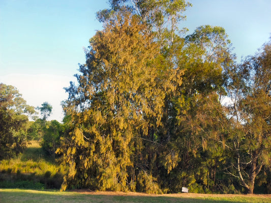 Casuarina Torulosa (Forest She-Oak)