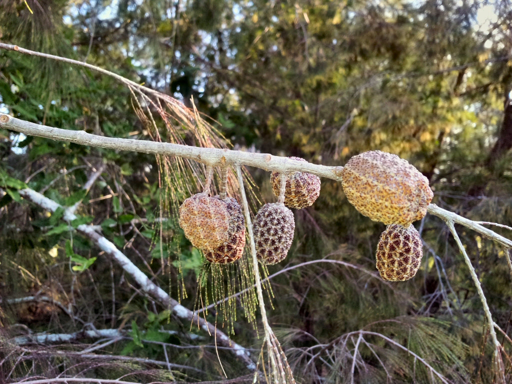 Casuarina Torulosa (Forest She-Oak)