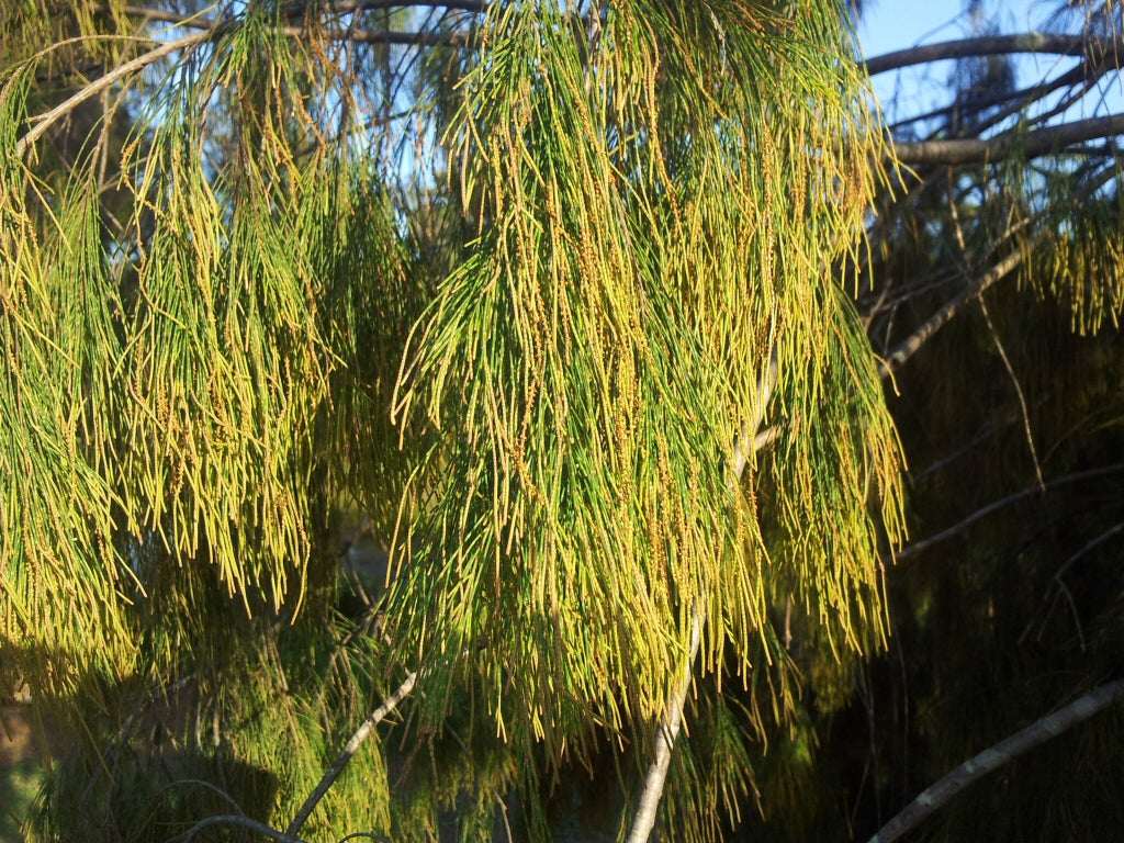 Casuarina Torulosa (Forest She-Oak)