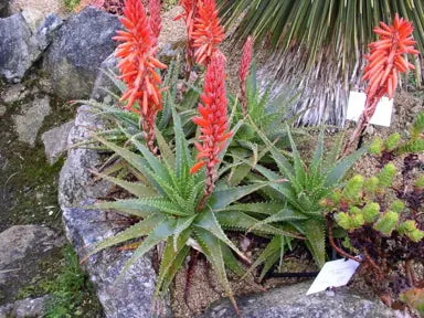 Aloe Spinosissima