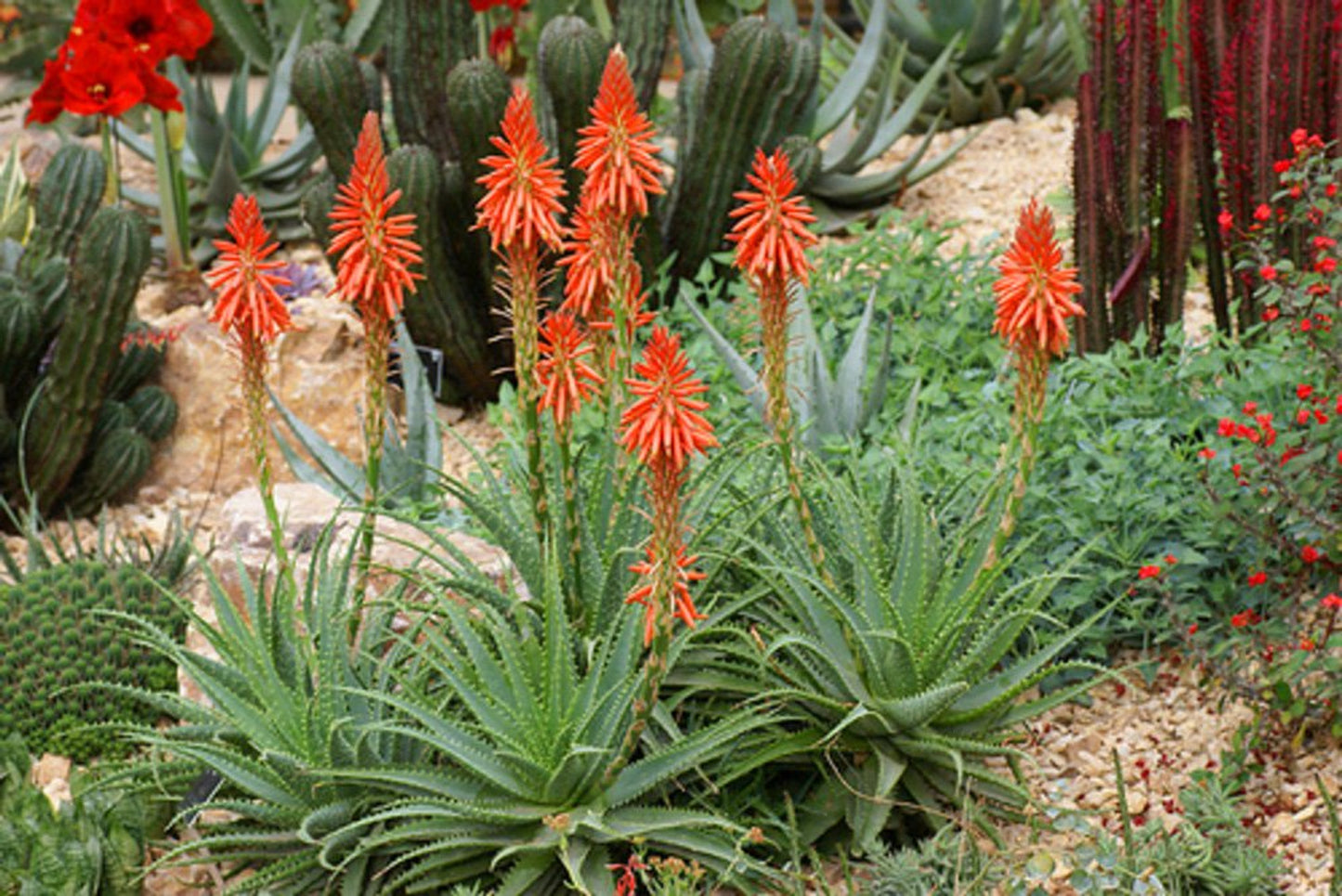 Aloe Porcupine (Porcupine Aloe)