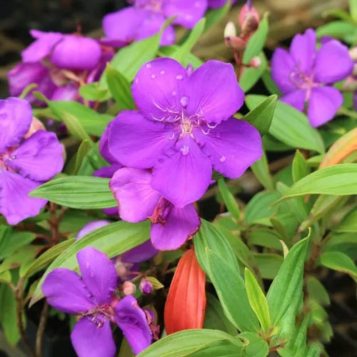 Close-up of Tibouchina Alstonville showcasing vivid purple flowers in full bloom