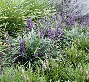 Liriope Muscari (Amethyst™)