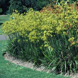 Anigozanthos Lime (Kangaroo Paw Lime)