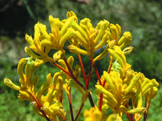 Anigozanthos Flavidus (Yellow Kangaroo Paw)