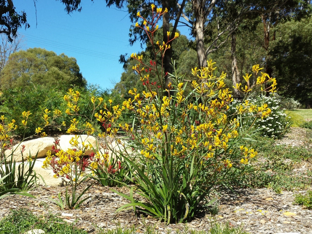 Anigozanthos Yellow (Kangaroo Paw Yellow)