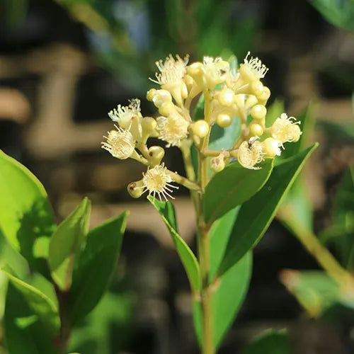 Acmena Smithii Minor