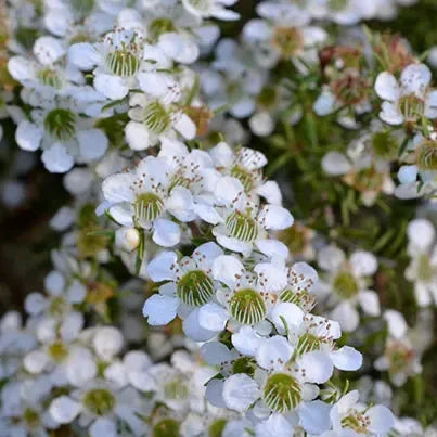 Leptospermum 'Cardwell' (Cardwell Tea Tree)