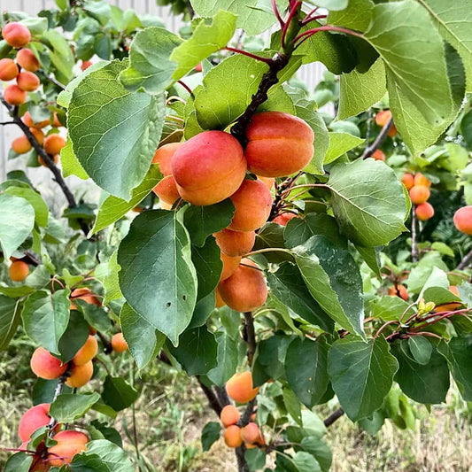 Prunus Armeniaca (Apricot Fireball)