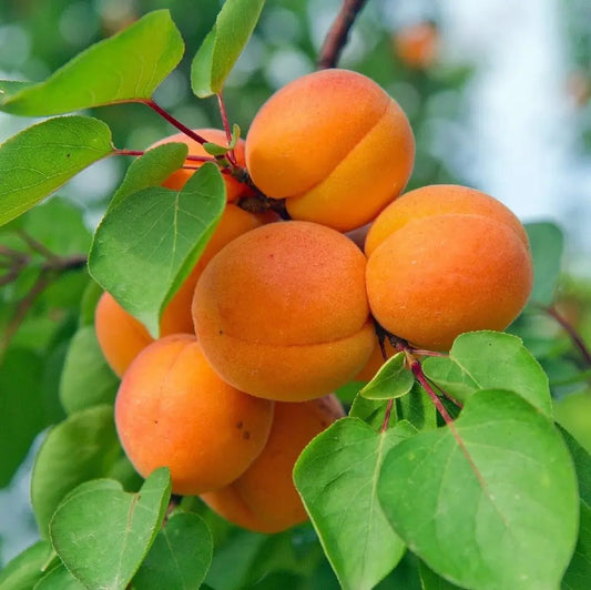 Prunus Armeniaca (Apricot Trevatt)