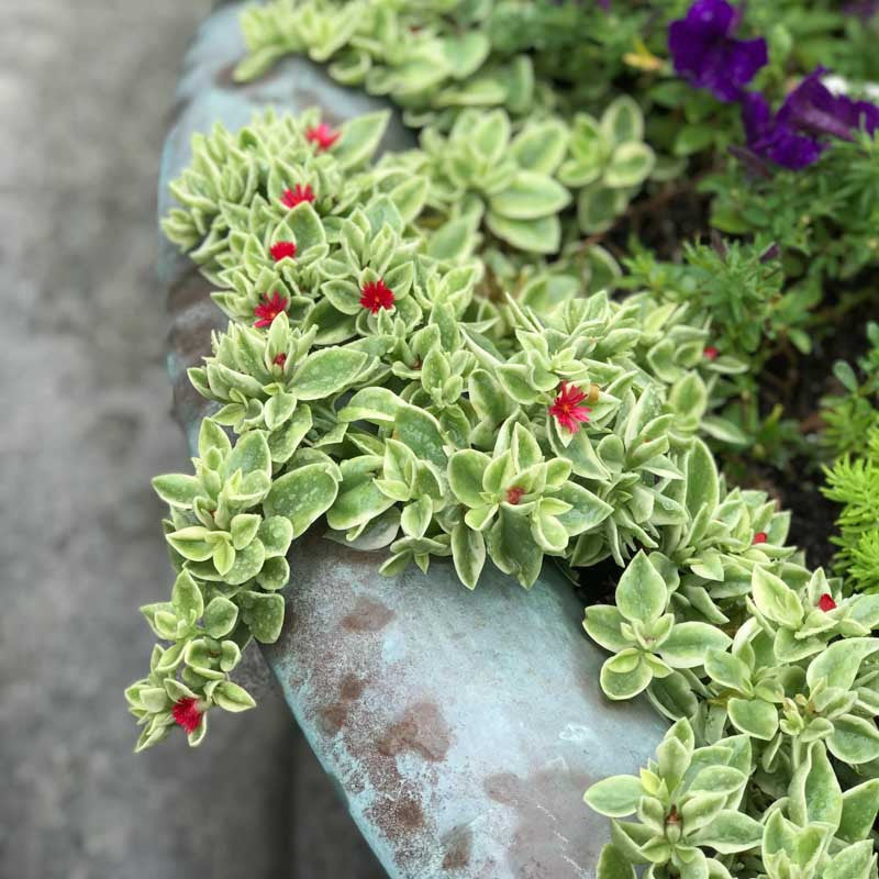 Helianthemum 'Variegatum' (Variegated Sun Rose)