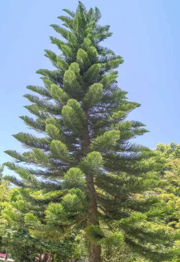 Araucaria Columnaris (Cook Pine)