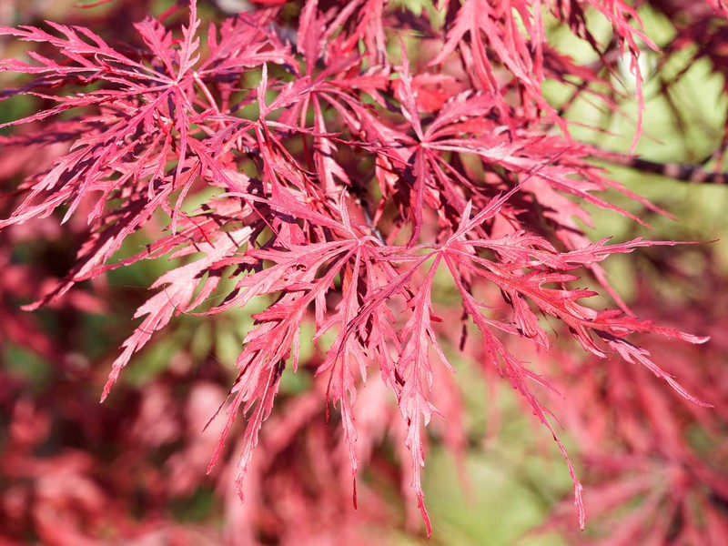 Detailed close-up of Sekimori (Japanese Weeping Maple) leaves displaying their delicate structure.