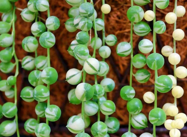 Senecio Rowleyanus (String of Pearls)