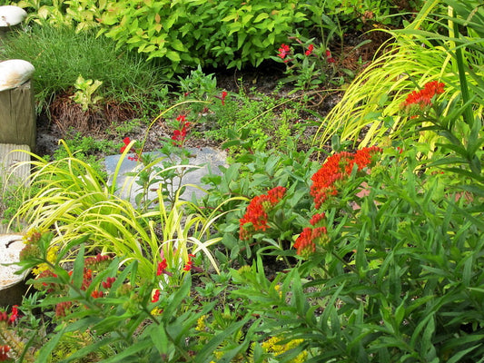 Liriope Muscari 'Red Prince' (Red Liriope)