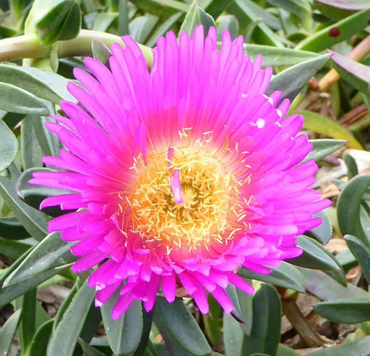 Carpobrotus Glaucescens (Aussie Rambler)