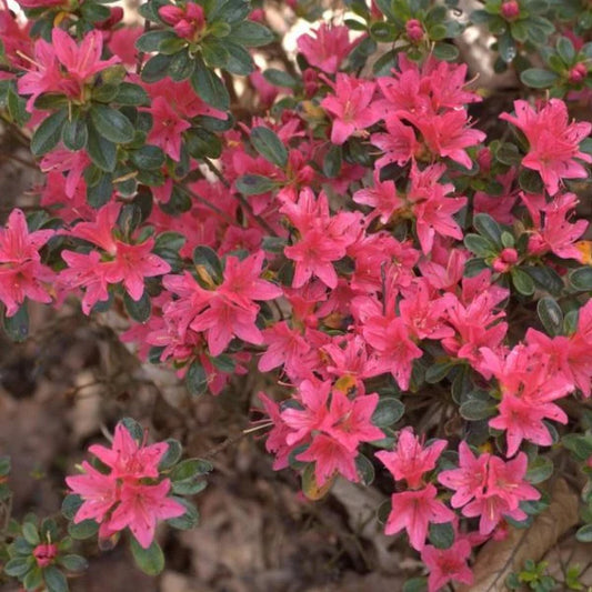 Azalea 'Waka Kayede'