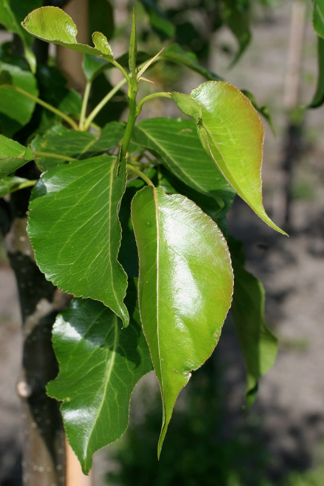 Pyrus Calleryana 'Chanticleer' (Chanticleer Ornamental Pear)